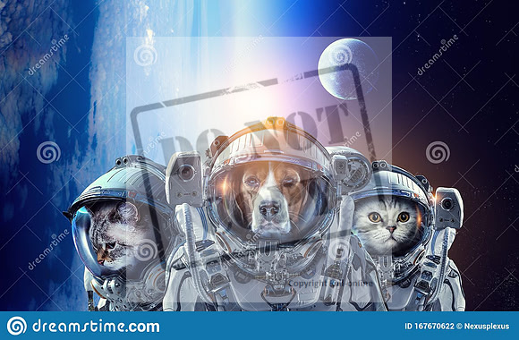 astronaut-pets-wearing-space-suit-elements-image-furnished-nasa-first-trip-to-space-mixed-media-167670622