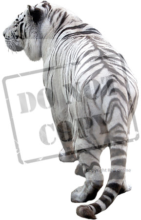 tiger (1)